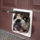 Bulldog poking head through too-small dog door